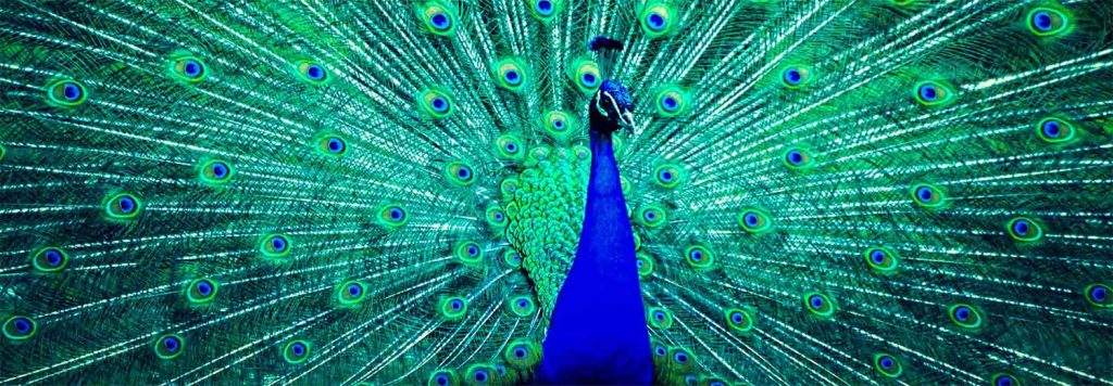 mediale ausbildung entfalte dich wie ein pfau
